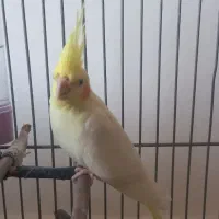 عروس هلندی نر سخنگو وماده