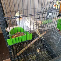 عروس هلندی|پرنده|شیراز, شهرک مهرگان|دیوار