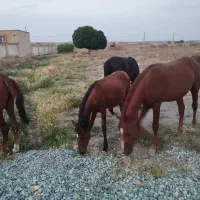 اسب|اسب و تجهیزات اسب‌سواری|قم, آزادگان|دیوار