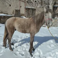 اسب نریان|اسب و تجهیزات اسبسواری|قوچان, |دیوار