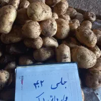 سیب زمینی بذری کلاس ۴۰۲ و ۴۰۳|خدمات باغبانی و درختکاری|گرگان, |دیوار