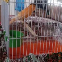 قناری نر مست مست آواز خان