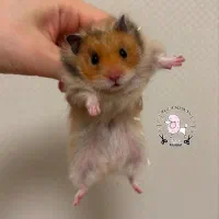 همستر روبروفسکی|موش و خرگوش|ایلام, |دیوار