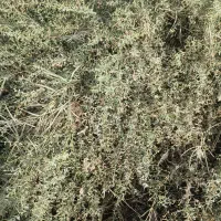 خارکوبیده