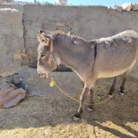 فروش الاغ|حیوانات مزرعه|ارژن, |دیوار