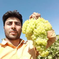 نهال پیوندی میاندوآب|خدمات باغبانی و درختکاری|بکتاش, |دیوار