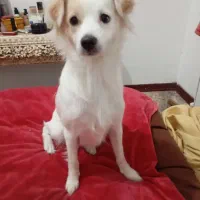 واگذاری سگ اشپیتز ژاپنی «رایگان»