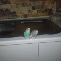 فروش مرغ عشق و طوطی برزیلی|پرنده|اهرم, |دیوار