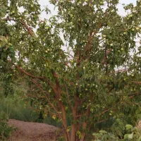 باغ 2000 متری با درختان میوه و استخر|فروش زمین و ملک کلنگی|برزک, |دیوار