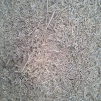 کاه گندم ریز ارسال به تمامی نقاط کشور|عمدهفروشی|قیدار, |دیوار