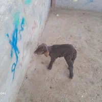 خریدوفروش بره شیری وبزغاله شیری|حیوانات مزرعه|تربتحیدریه, باغ سلطانی|دیوار