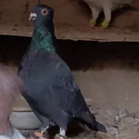 کبوتر|پرنده|آشخانه, |دیوار