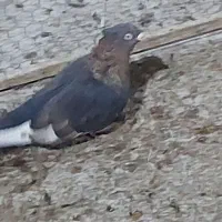 نر سینه|پرنده|شیراز, فضل‌آباد|دیوار