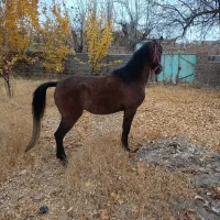 مادیان دره‌شوری