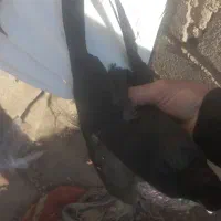 کبوتر|پرنده|بهبهان, |دیوار