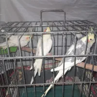 فروش تعدادی عروس هلندی