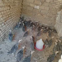 جوجه بوقلمون 50 روزه نر