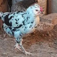 مرغ وخروس محلی اصیل وگلین