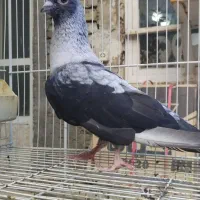 نقره ای لکه داربینظیر