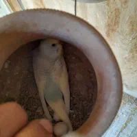 مرغ عشق|پرنده|کنارک, |دیوار