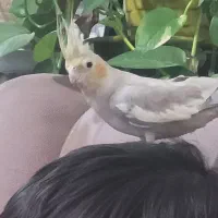 فروش عروس هلندی|پرنده|قیروکارزین, |دیوار