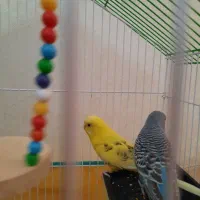 قفس|لوازم جانبی حیوانات|محمدیه-قزوین, |دیوار