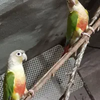 گرینچیک|پرنده|نیشابور, مازول|دیوار