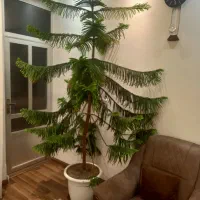 فروشی|گل و گیاه طبیعی|اردبیل, |دیوار