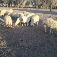 بره فروشی|حیوانات مزرعه|سیرجان, |دیوار