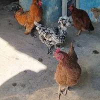 چار عدد مرغ و خروس تخم گذار