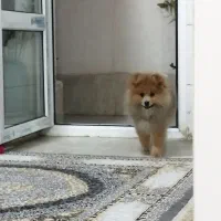 سگ پامرانین سالم وسلامت