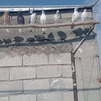 کفتر