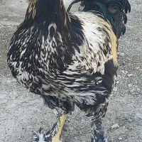 خروس برهما سیلورطلایی