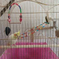 فروش فوری|پرنده|اسلامآباد غرب, |دیوار