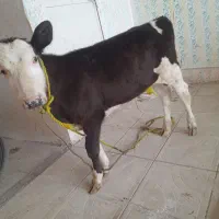 کوساله سیمنتال نر