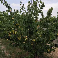 فروش زمین ۱۲۷۰ متری در مهدی آباد|فروش زمین و ملک کلنگی|اصفهان, مهدی آباد|دیوار