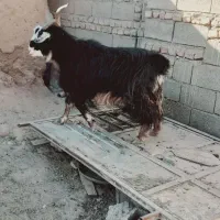 نر بز جوان چاق