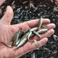 پرورش ماهی و بچه ماهی
