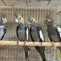 حراج طوطی عروس هلندی|پرنده|بابل, |دیوار