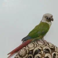 گرینچیک|پرنده|شیراز, کوشک میدان|دیوار