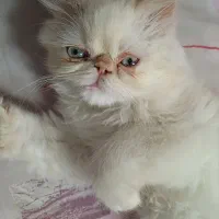 گربه پرشین|گربه|رشت, بیجارپس|دیوار