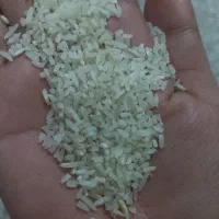 برنج فجر گرگان