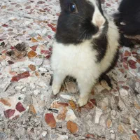 خرگوش کوچیک