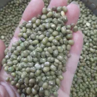ماشک|خوردنی و آشامیدنی|چرام, |دیوار