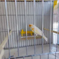 قناری|پرنده|خوی, |دیوار