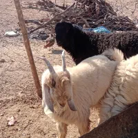 بره و کهره میش بز قوچ نر ماده ام قصابی|حیوانات مزرعه|شیراز, احمدی جنوبی|دیوار