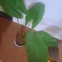 گل های اپارتمانی