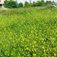 فروش-زمین-باغی
