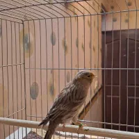 قناری|پرنده|کرمان, |دیوار