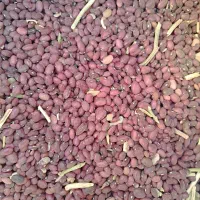 لوبیا قرمز|خوردنی و آشامیدنی|شیراز, گلشن|دیوار